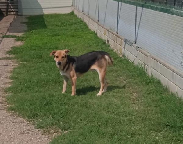 Poseidone, adozione del cuore, un po’ timoroso Foto 6